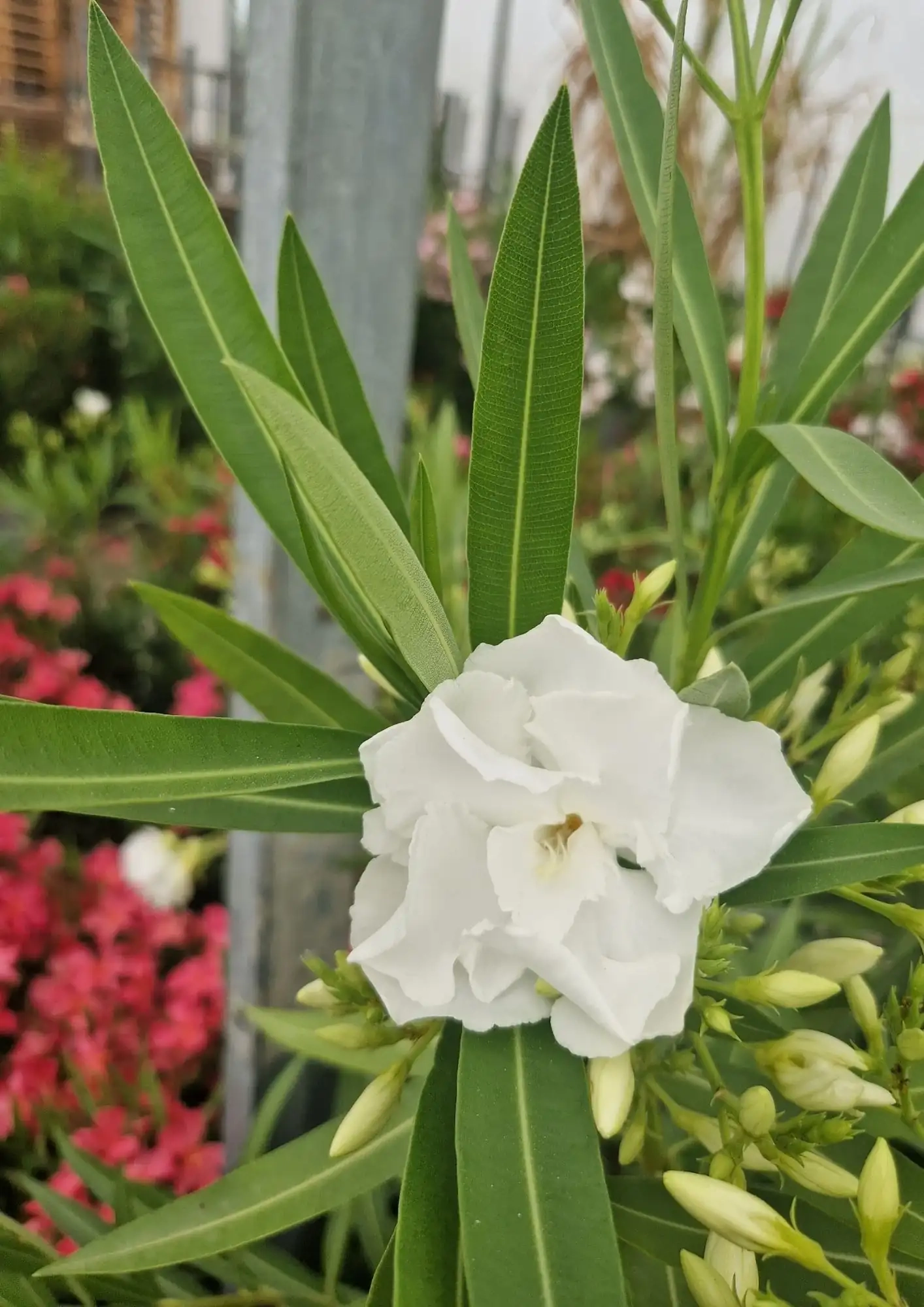 Laurier rose 'Mont Blanc'