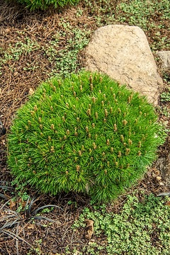 Pin noir 'Marie bregeon'