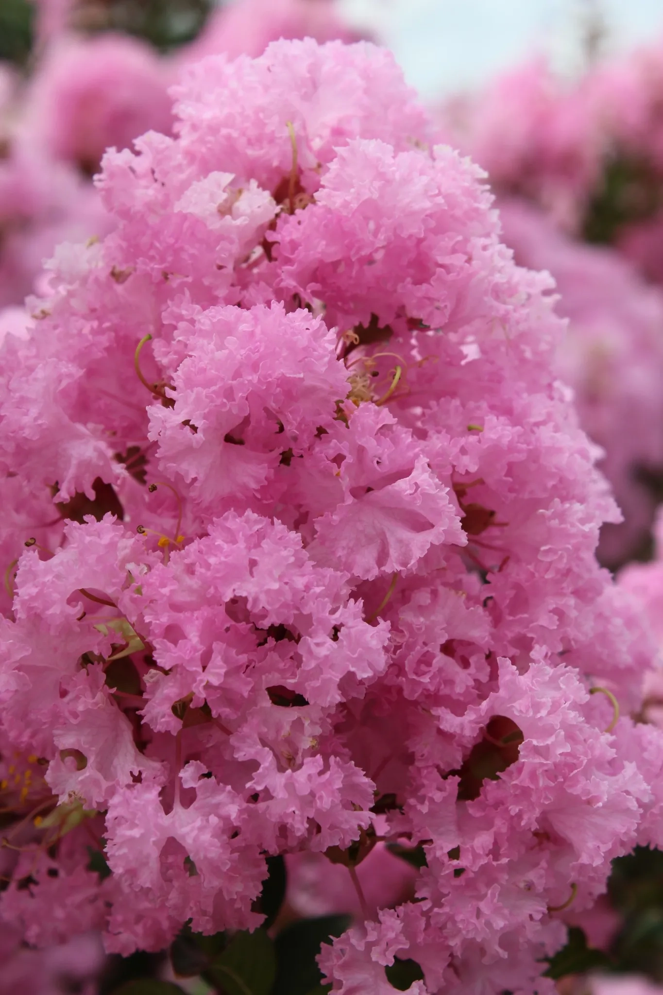 Lilas des indes 'Soir d ete'
