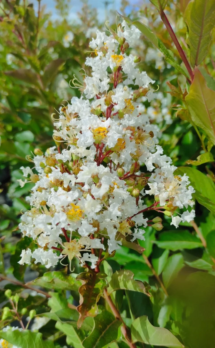 Lilas des indes 'Natchez'