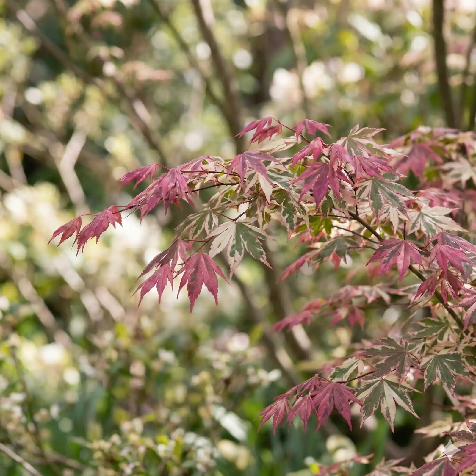 Érable du japon 'Shiraz'