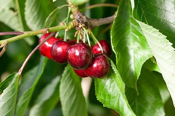 Cerisier 'Moreau'