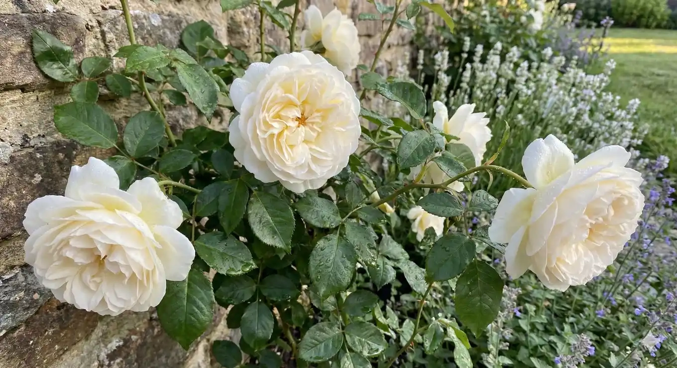 Rosier 'Winter lodge '