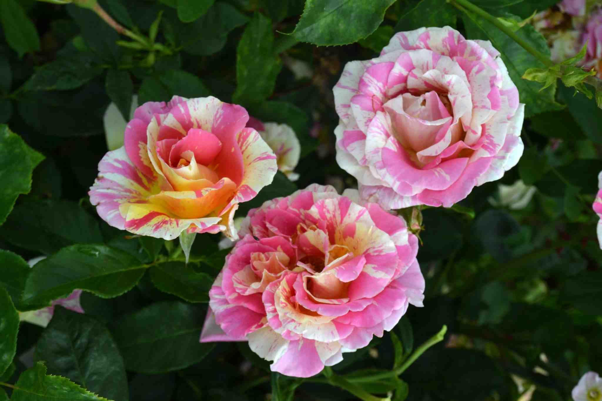 Rosier 'Claude monet'