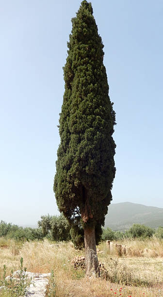 Cyprès de lawson 'Columnaris'