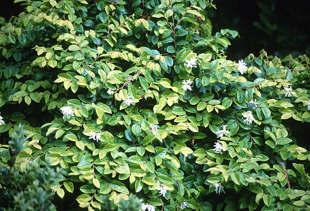 Loropétale de chine