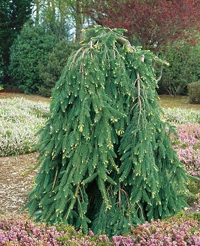 Sapin inversé 'Inversa'