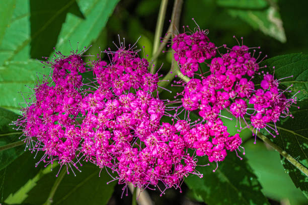 Spirée 'Anthony waterer'