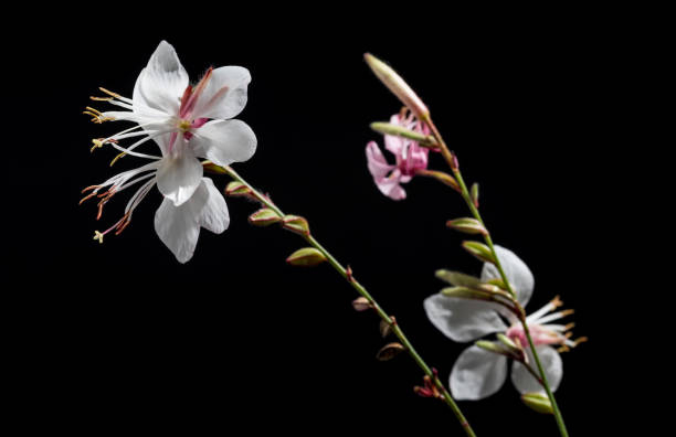 Gaura
