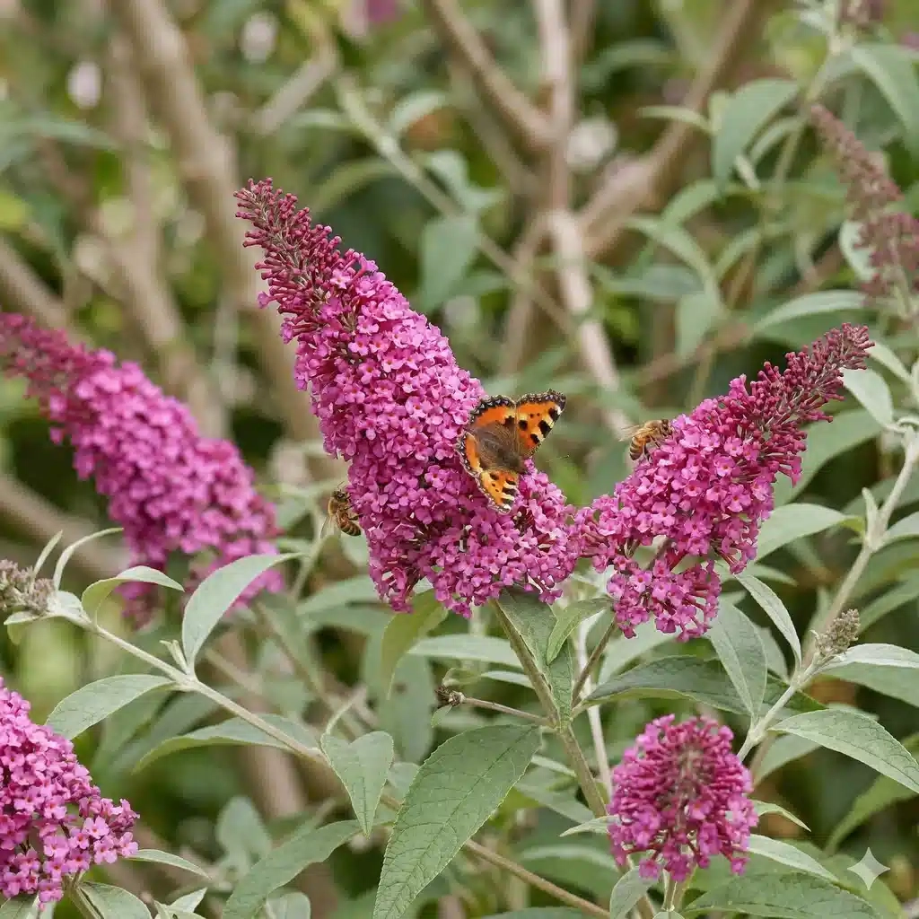 Arbre aux papillons 'Little cerise'