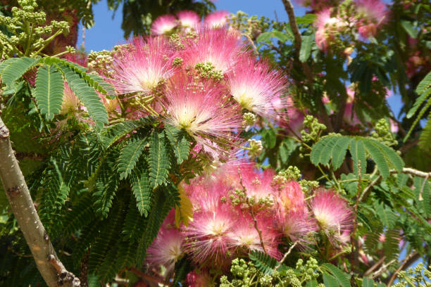 Arbre à soie 'Evey's pride'