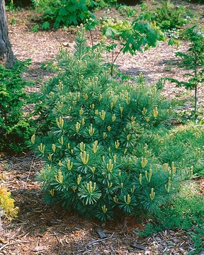 Pin blanc 'Minima'