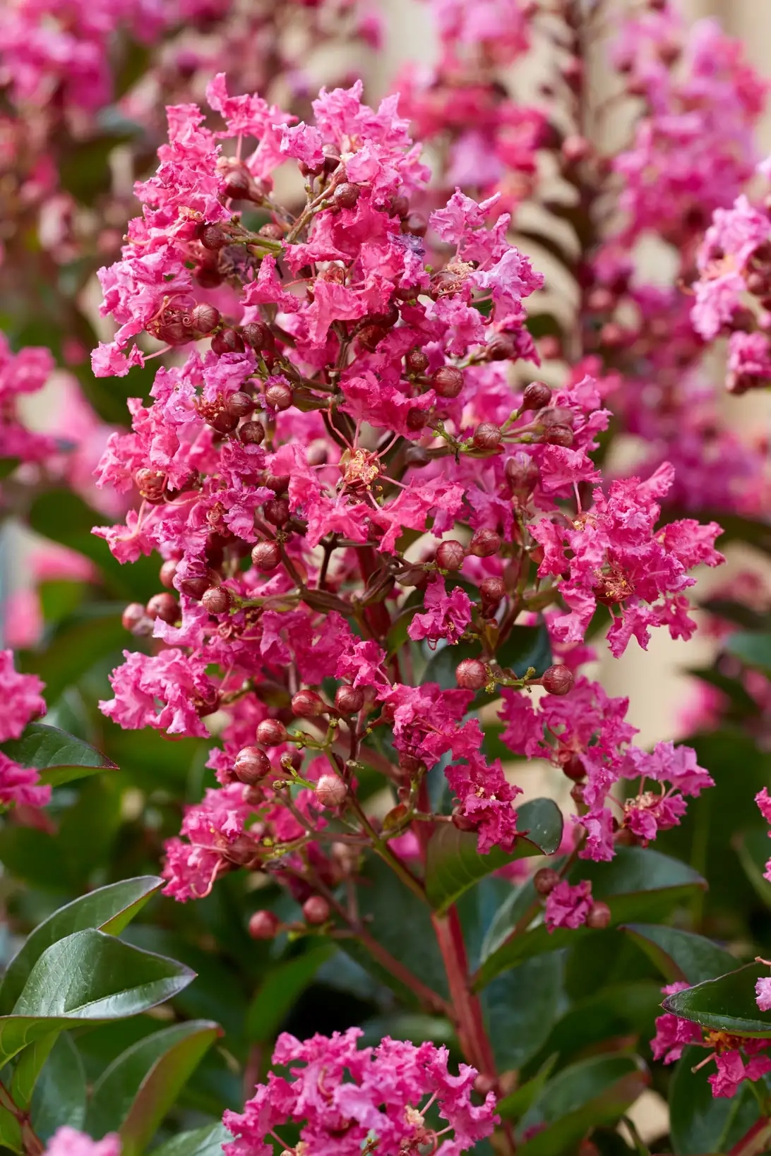 Lilas des indes 'Berry dazzle'