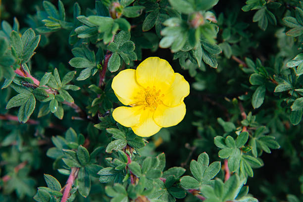 Potentille 'Cultivar'
