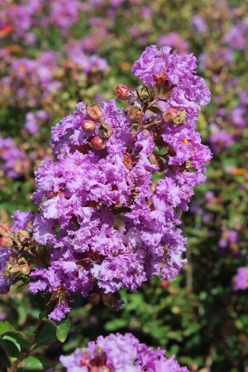 Lilas des indes 'Sweet lavender'