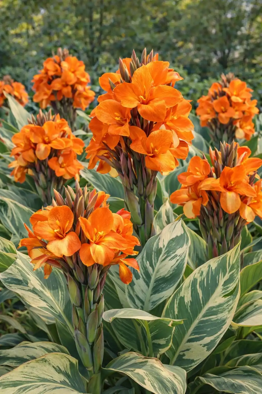 Canna panaché 'Stuttgart'
