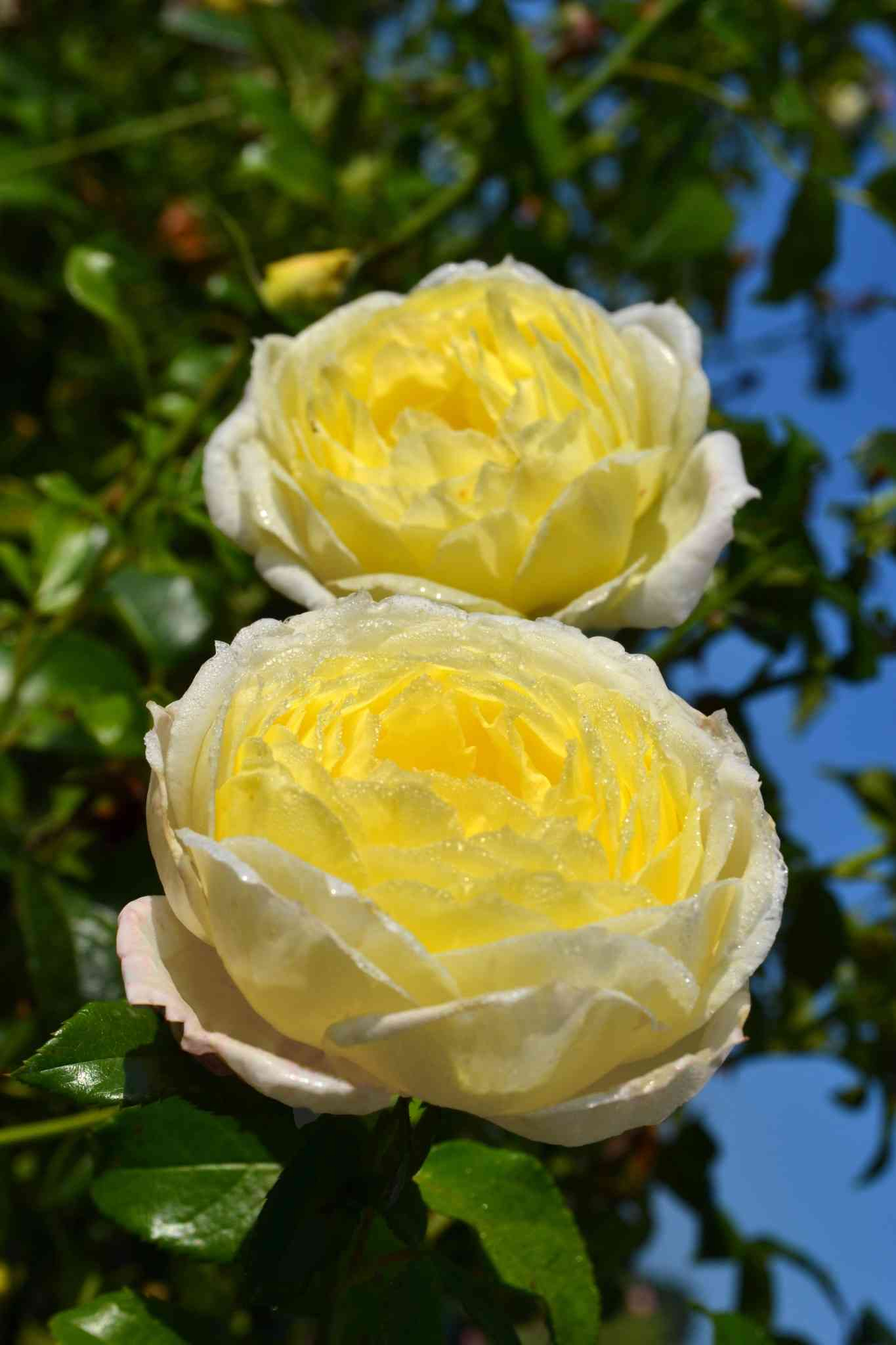 Rosier 'Amnesty international'