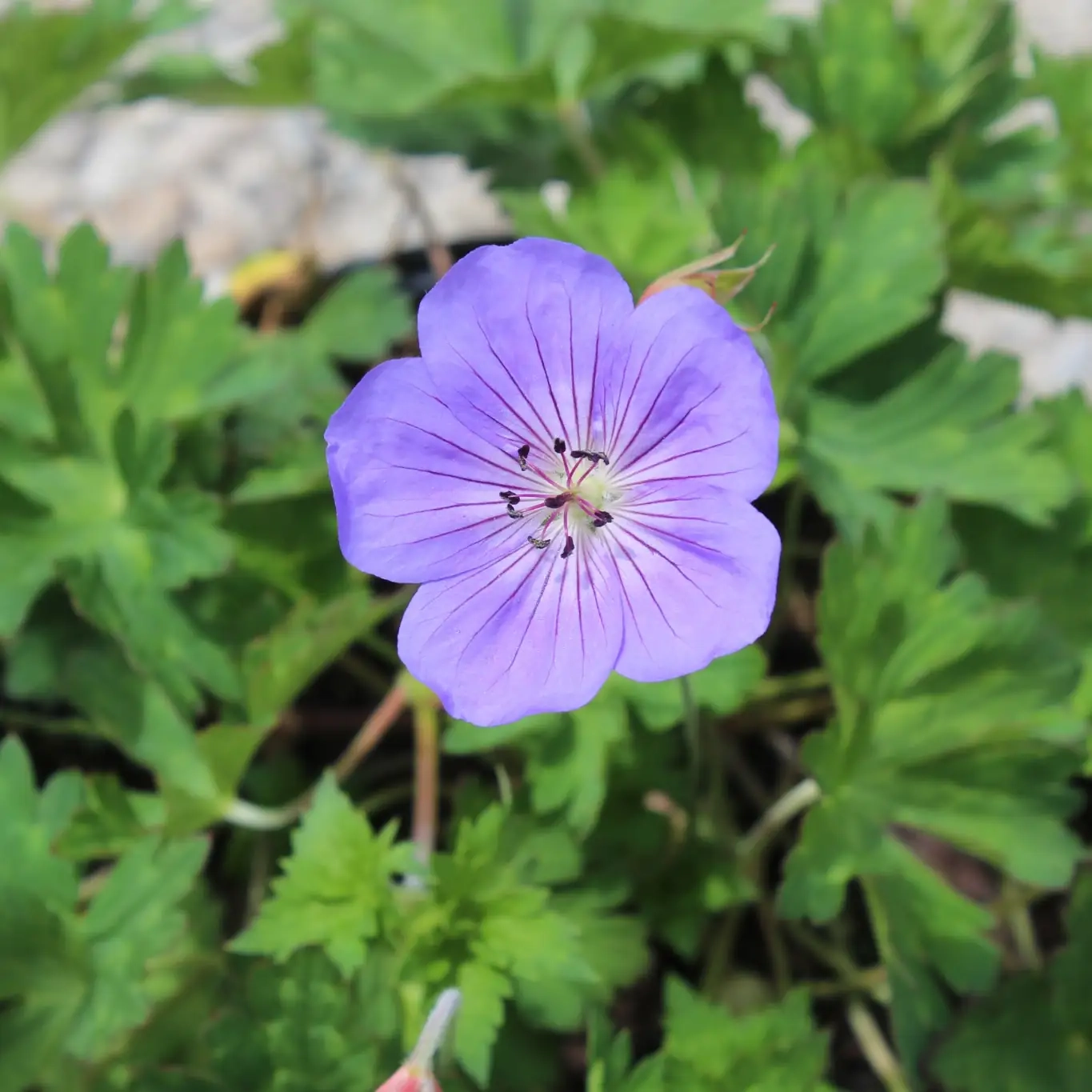 Géranium 'Rozanne'