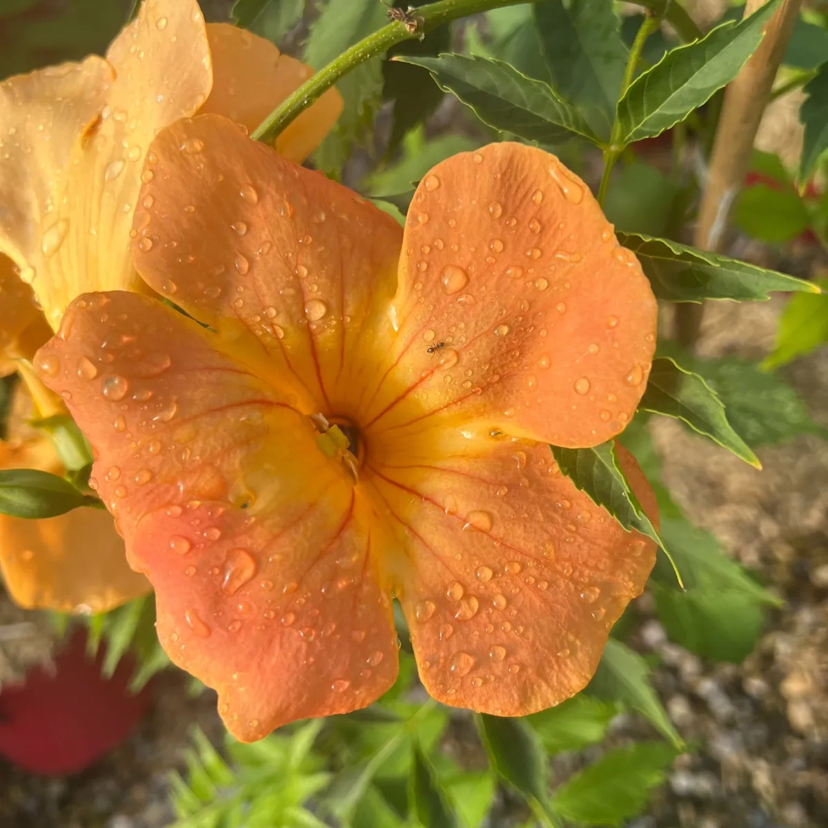 Bignone à grandes fleurs