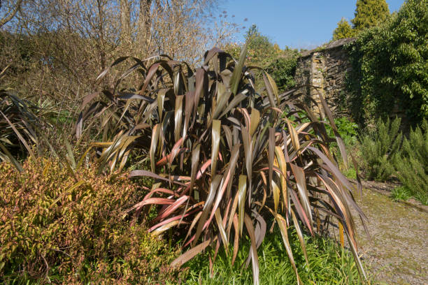 Phormium 'Blackadder'