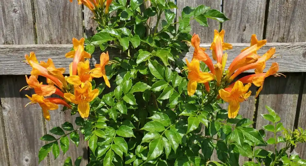 Chèvrefeuille du cap 'Tropical twist'