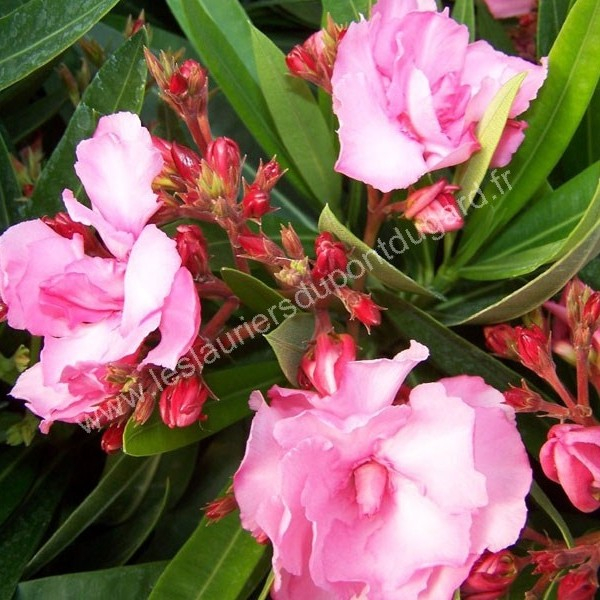 Laurier rose 'Splendens gigantea'