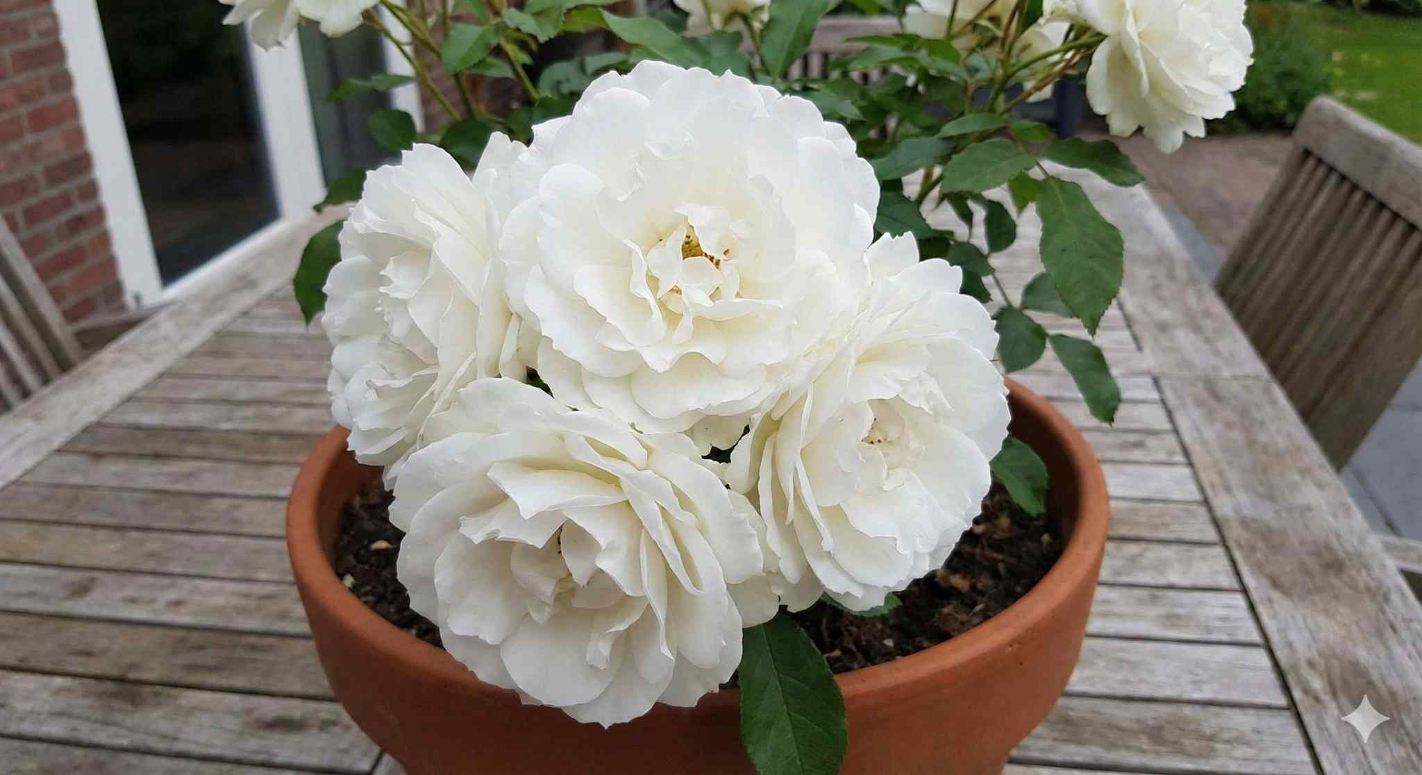 Rosier 'Iceberg '