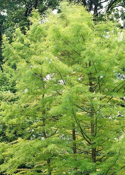 Cyprès chauve
