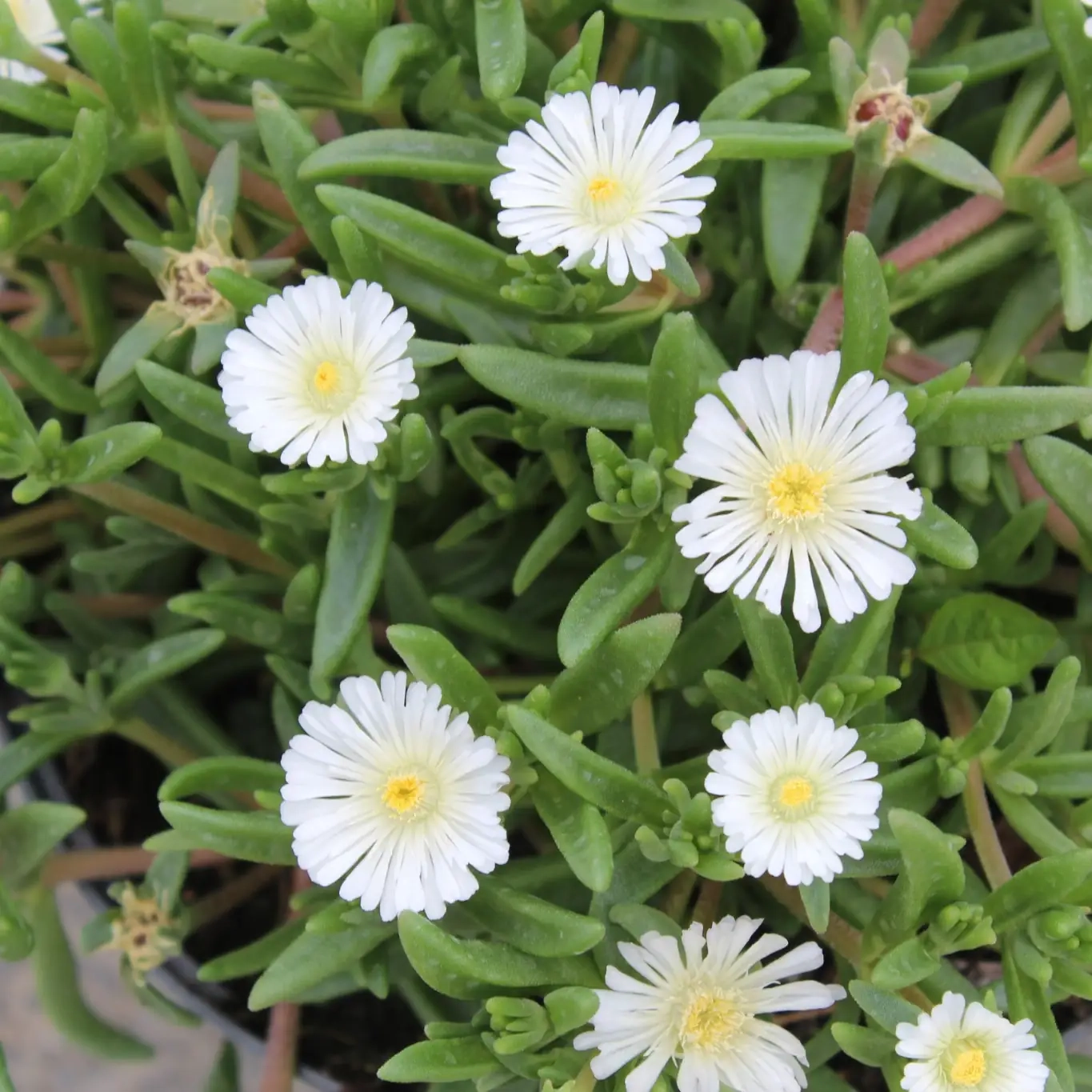 Pourpier vivace 'White wonder'