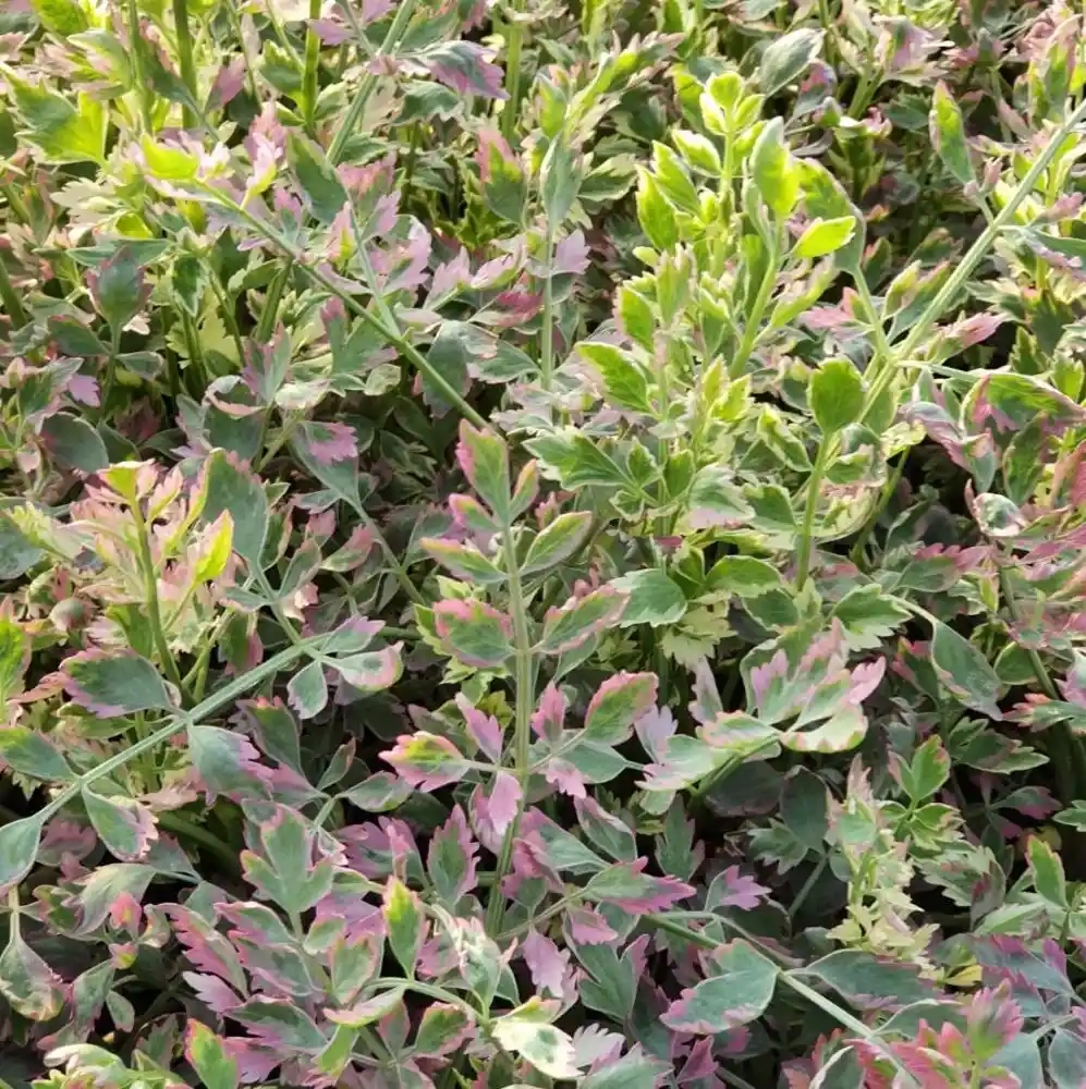 Oenanthe panachée 'Flamingo'