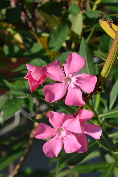 Laurier-rose 'Maurin des maures rose simple'
