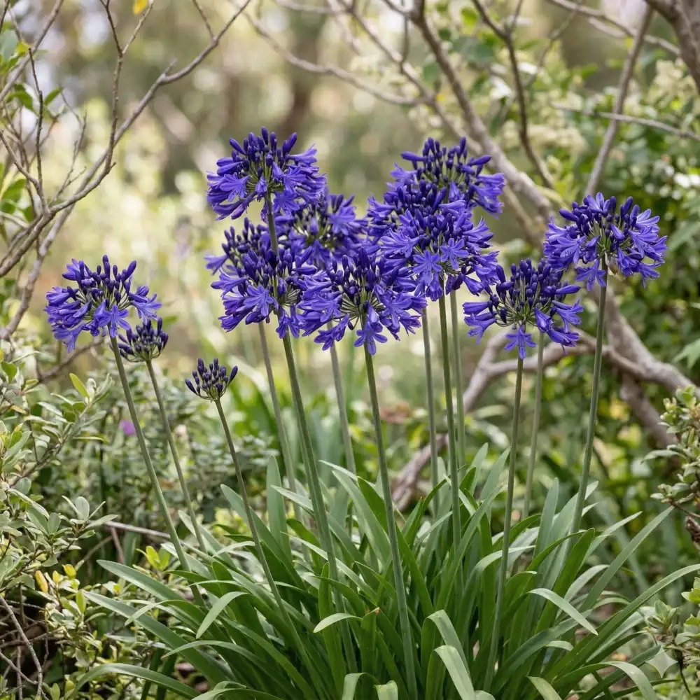 Agapanthus 'Midnight sky'