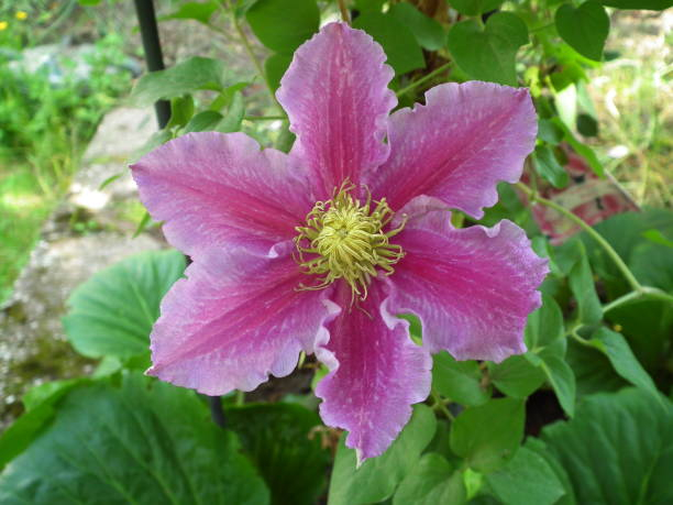 Clématite 'Sibyl'