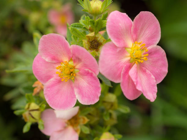 Potentille 'Lovely pink'