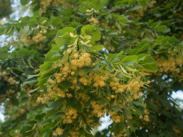 Tilleul à grandes feuilles - Image secondaire