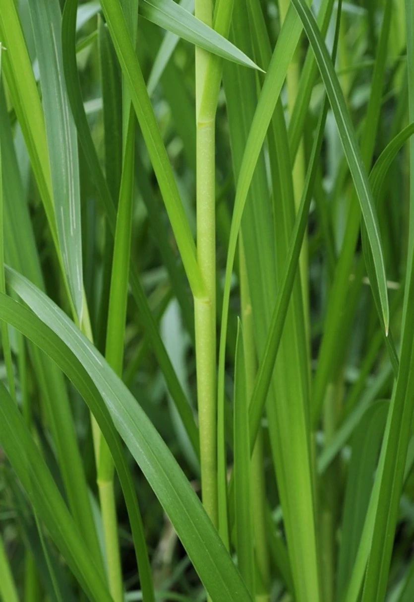 Grande glycérie aquatique