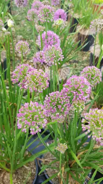 Ail d'ornement 'Lavender bubbles'