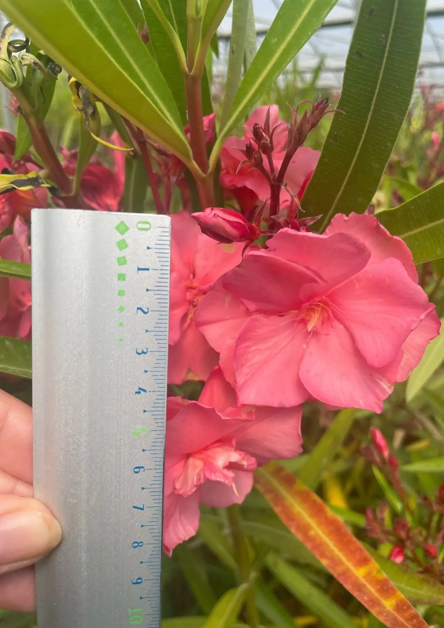 Laurier rose 'Rosario'