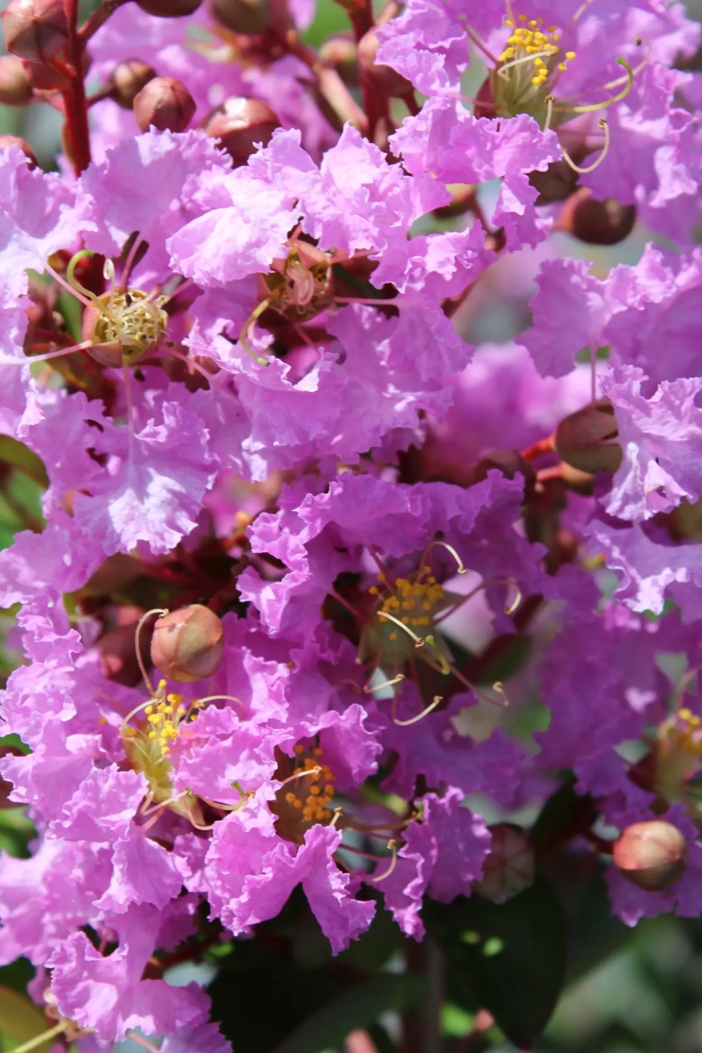 Lilas des indes 'Souvenir d'hubert puard'