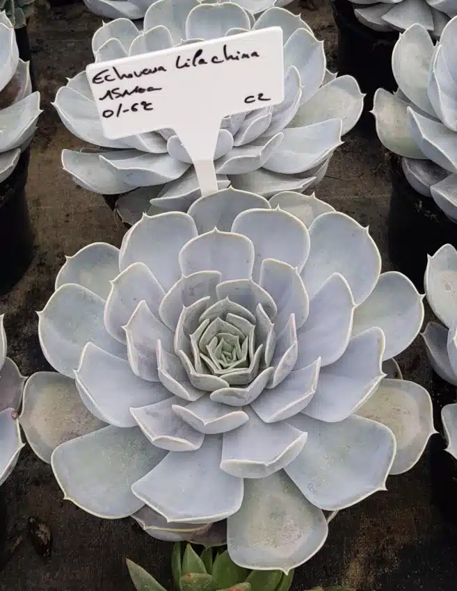 Echeveria 'Lila china'