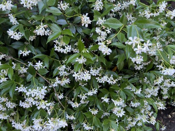 Jasmin