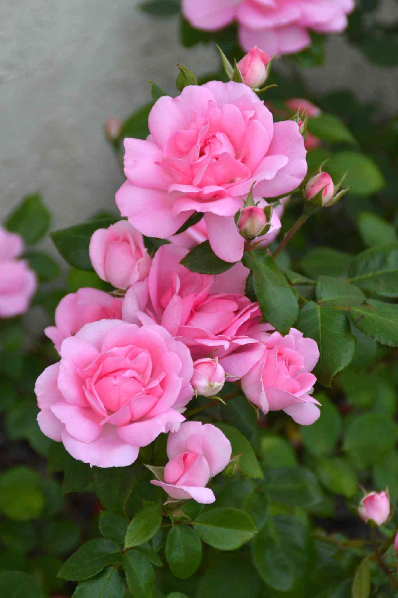 Rosier 'Centenaire de lourdes rose '