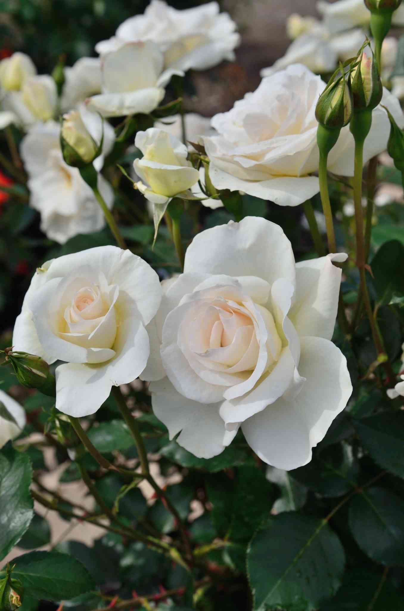 Rosier 'Grand nord '