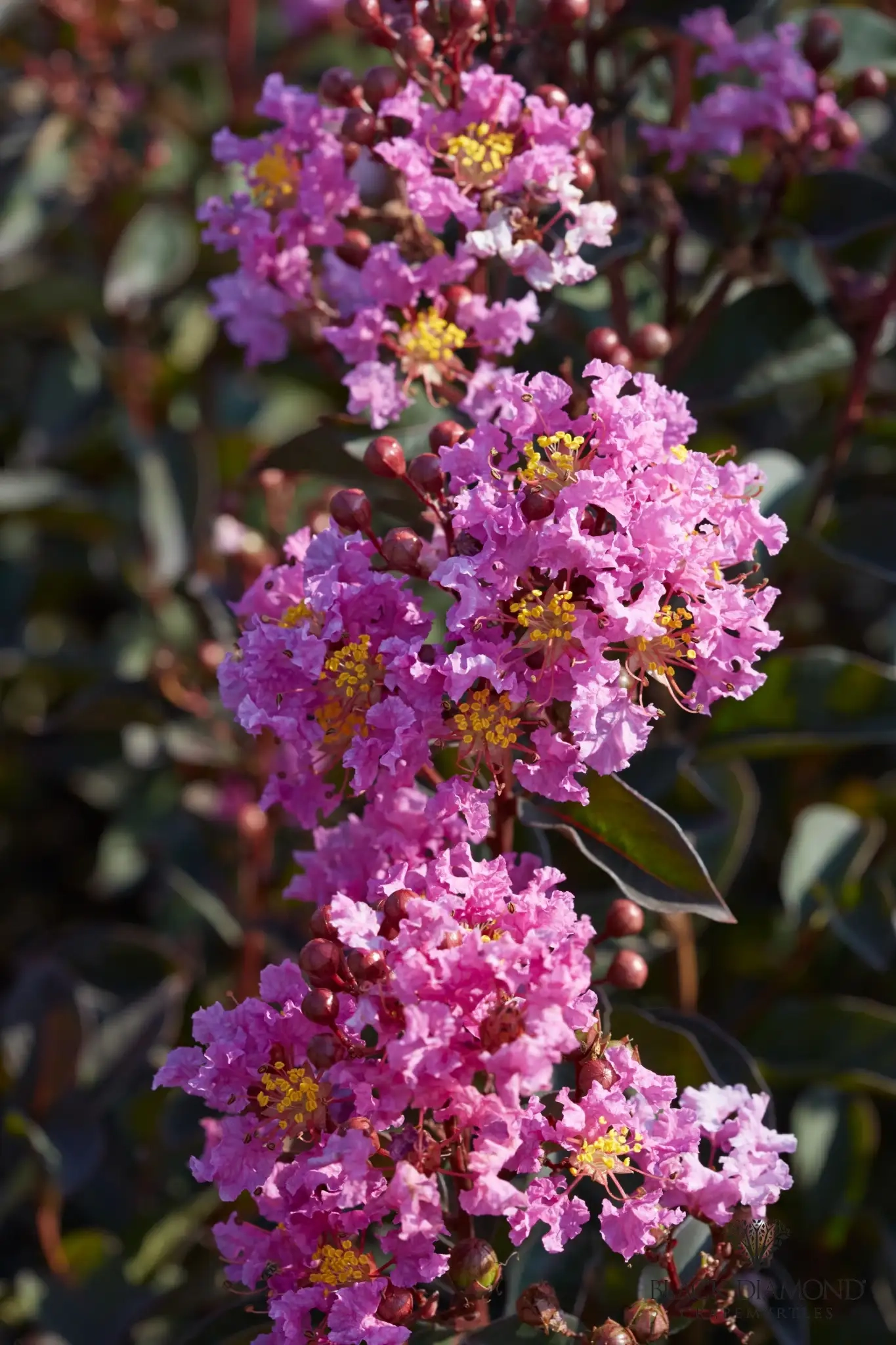 Lilas des indes 'Lavender lace'