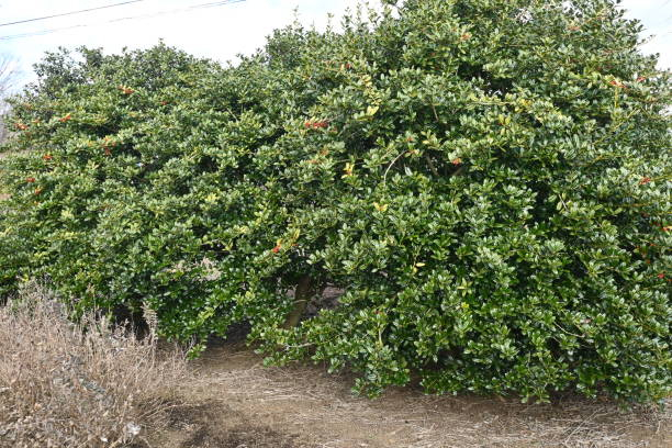Houx mutchagara 'Kanehirae' - Image secondaire