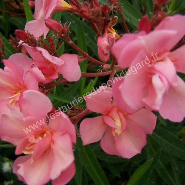 Laurier rose 'Rosario'