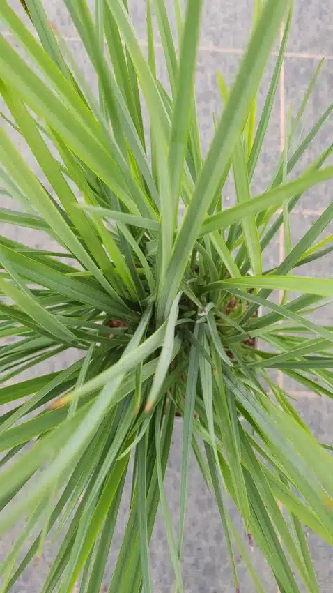 Lys de myrtille 'Coolvista'