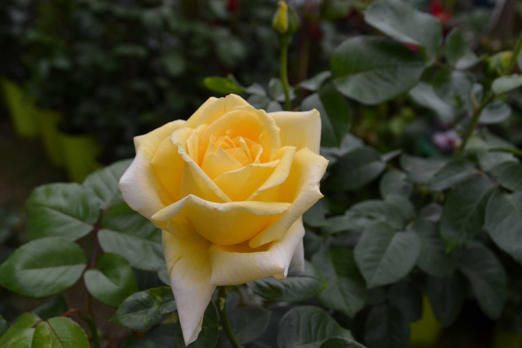 Rosier 'Epidor'
