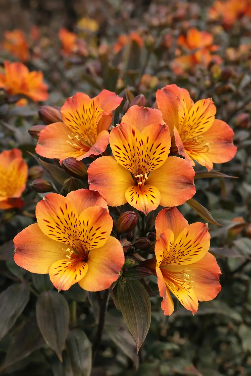 Alstrœmères 'Indian summer®'