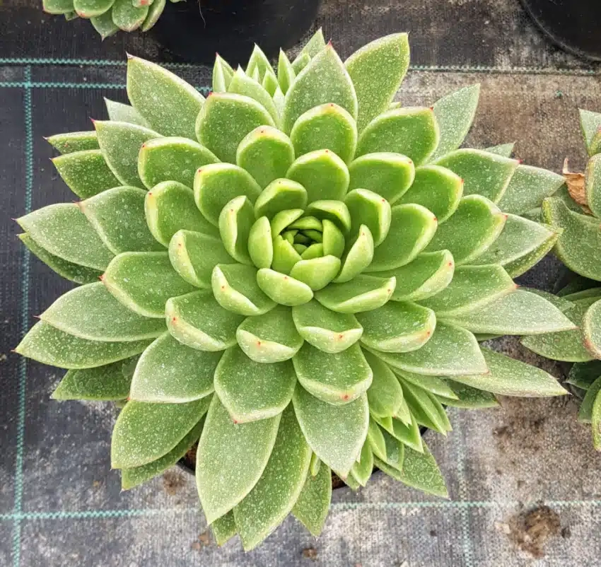 Echeveria 'Gilva'